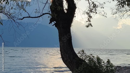 A tree by the lake at sunset, part 1