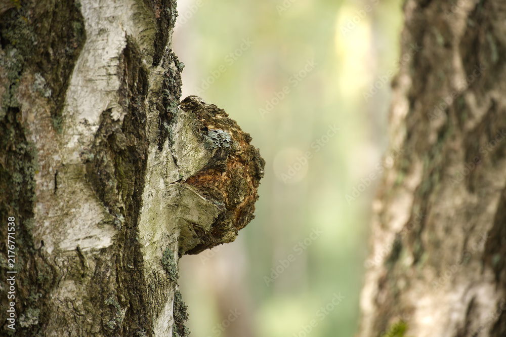 Obraz premium Chaga Mushroom Growing on Birch Tree Trunk in Natural Forest Environment During Bright Daylight