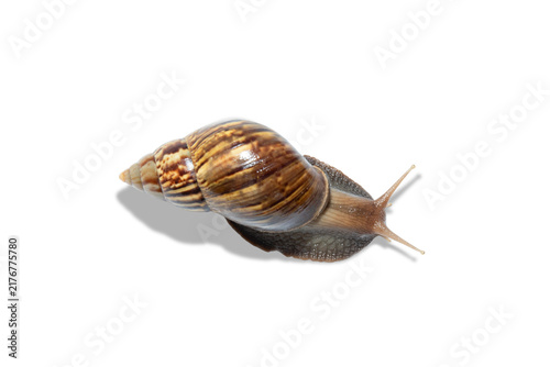 Obraz na płótnie Snail glides smoothly across the surface, exemplifying natural beauty, PNG