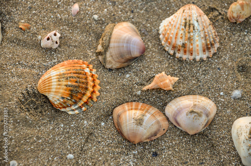 Fotografie Italy, Barletta, April 16, 2026, seashells on the beach in Barletta