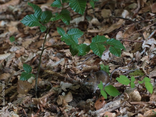 Photography Small wild mouse hiding among dry leaves and green plants on the forest floor