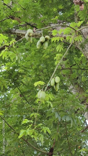 Cotton tree in close up