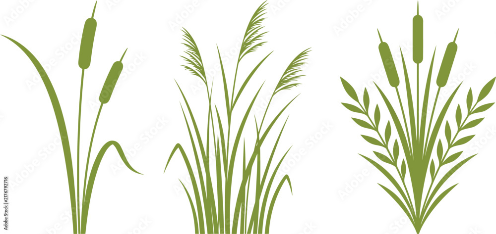 Obraz premium Green Botanical Grass Reed and Leafy Plant Silhouette Collection Illustration