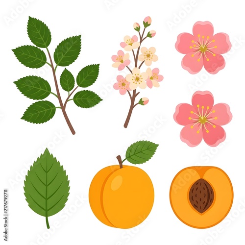 Botanical cherry blossom and fruit illustration collection with green leaves and orange fruit