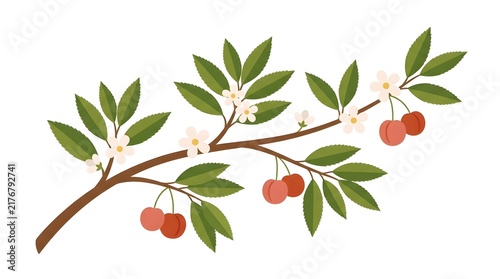Botanical branch with green leaves, white blossoms and small red and orange fruit