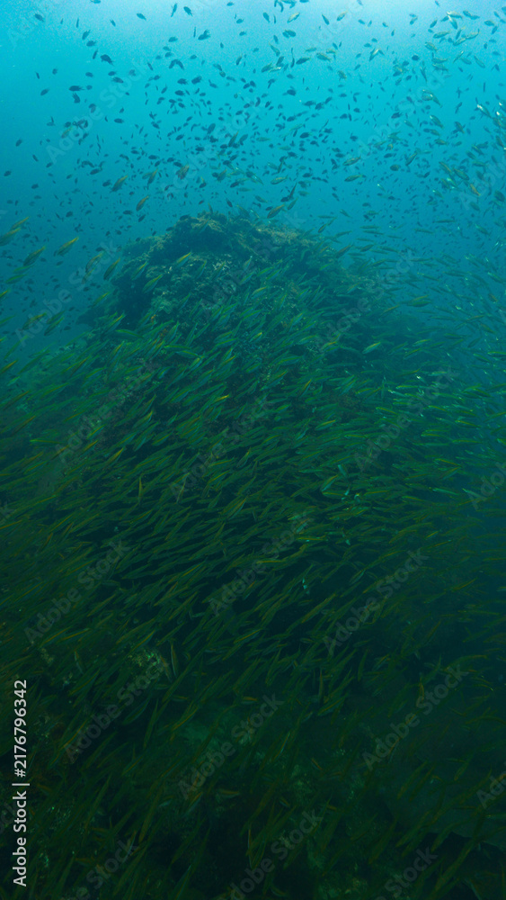 Fototapeta premium Beautiful and huge school of fish in the blue ocean. Underwater photo from a scuba dive. Unspecified.