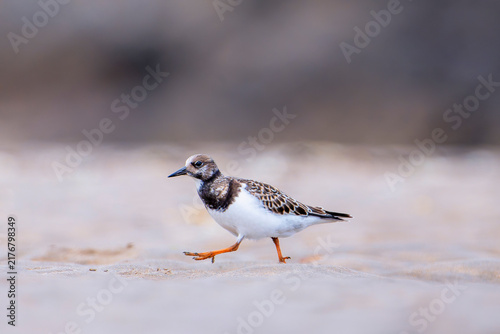 Fotografía Ruddy turnstone perched on the shore.