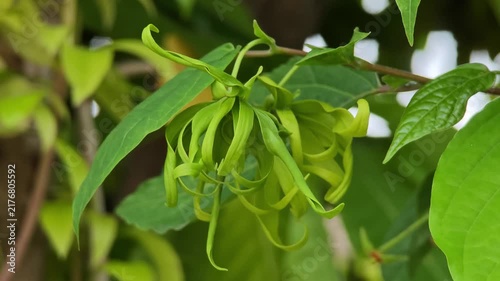 Dwarf Ylang-Ylang flower on tree.