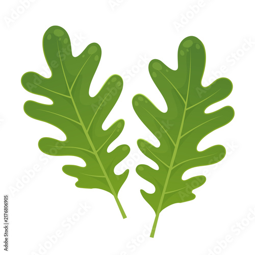 Two Arugula Leaves Flat Vector Clipart for Healthy Food Design