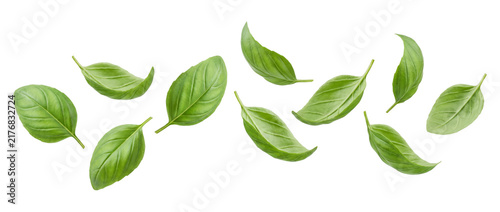 Photography Falling green basil leaves isolated on transparent background
