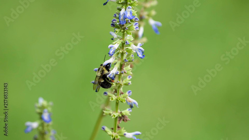 Foto Bumblebee clinging to blue salvia spike, green background