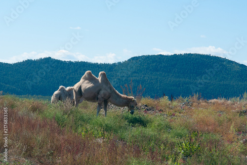 Bactrian camel standing in natural grassland