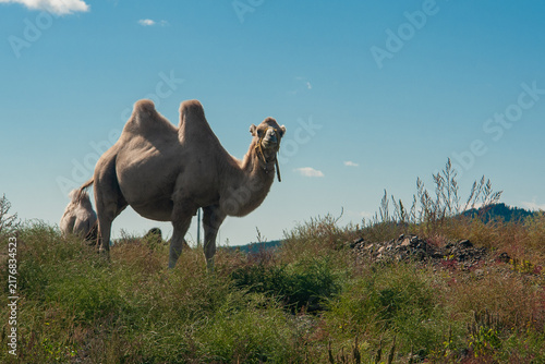Bactrian camel standing in natural grassland