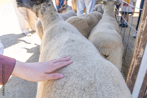 Cuadro en lienzo Hand gently petting a sheep in a farm enclosure