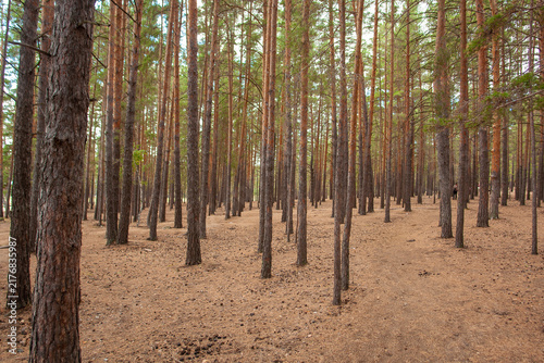 Pine forest with tall trees and natural woodland landscape