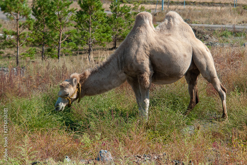 Bactrian camel standing in natural grassland