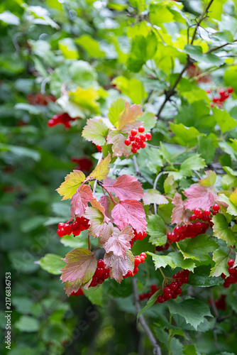 Cuadro en lienzo Red viburnum berries on branch with pink autumn leaves in garden.