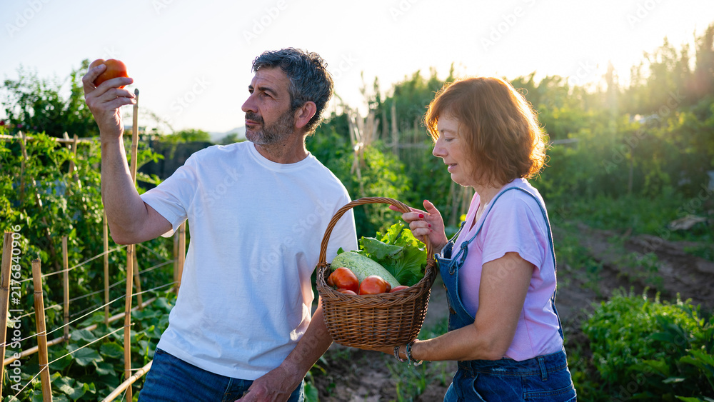 Obraz premium Couple harvesting fresh organic vegetables in home garden
