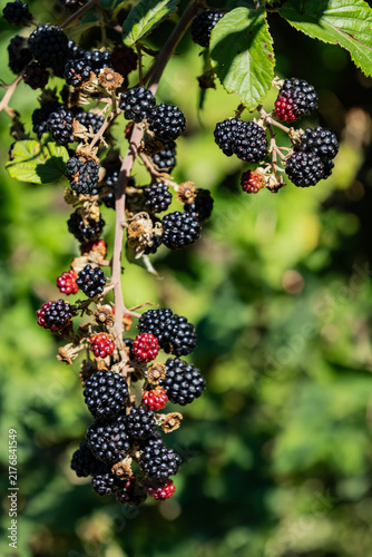 Foto Wild blackberry branch featuring a mix of dark purple ripe fruits and red unripe