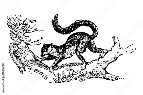 Foto Lemur navigating along a tree branch, vintage zoological engraving, old vintage illustration, 1897
