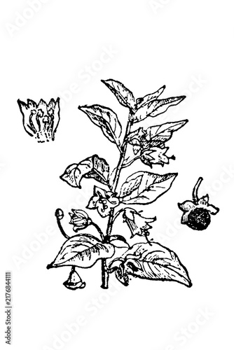 Obraz na plátně Belladonna (Atropa belladonna) with leaves, flowers, and berries, botanical engraving, old vintage illustration, 1897