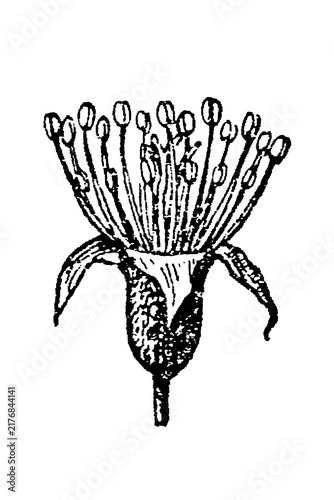 Pear flower stamen with delicate linework, vintage botanical illustration, 1897.