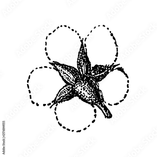 Konstfotografi Pear flower calyx with five solid and five dotted petals, botanical sketch, old vintage illustration, 1897