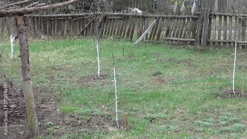 young fruit tree saplings growing on the plot. tree trunks painted white.