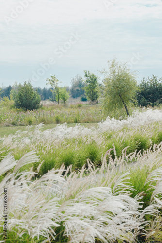 Quadro su tela Grasses blowing in wind with trees in background outdoor landscape
