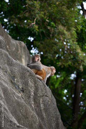 Canvas Print macaque