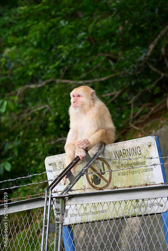 Photography macaque