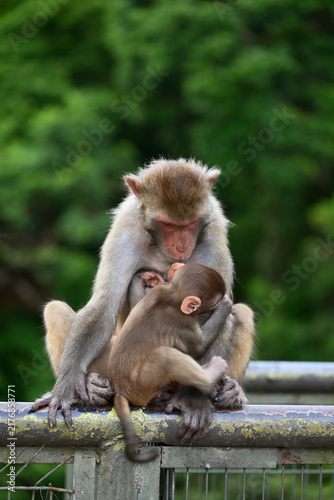 Canvas Print mother and baby