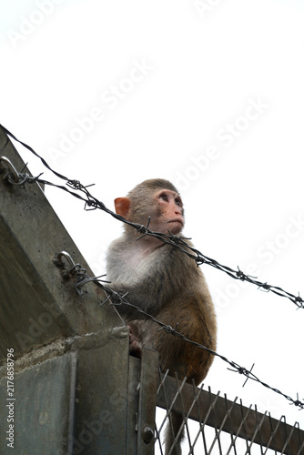 Photography macaque
