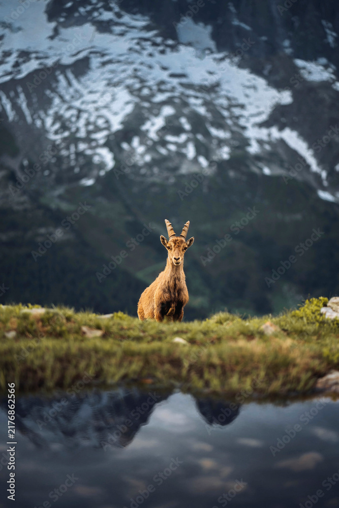 Naklejka premium Alpine ibex in the Mont Blanc massif