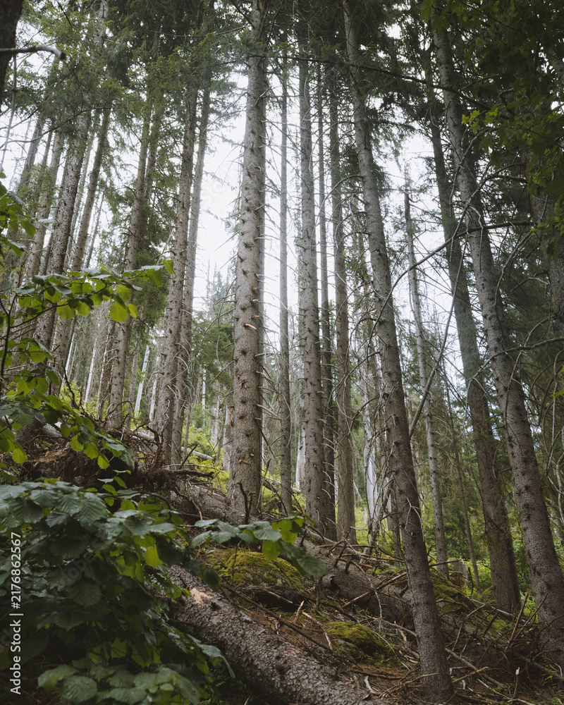 Naklejka premium Preserved woodland in Chamonix Valley