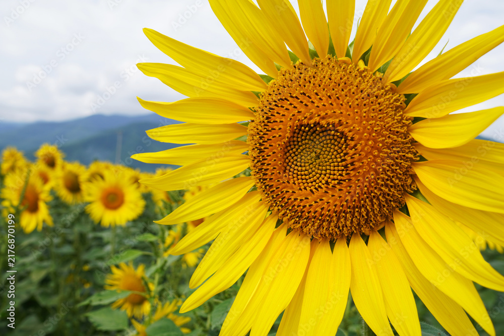 Obraz premium Close Up of Large Yellow Sunflower in Full Bloom