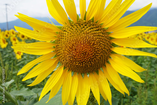 Close Up of Large Yellow Sunflower in Full Bloom