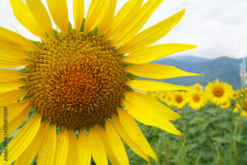 Close Up of Large Yellow Sunflower in Full Bloom