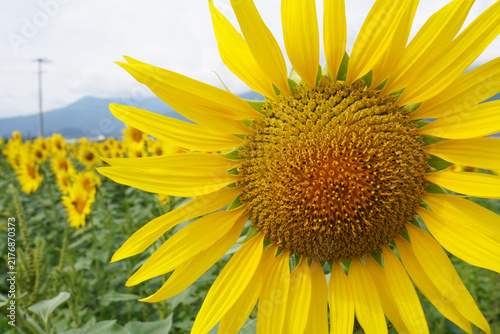 Close Up of Large Yellow Sunflower in Full Bloom