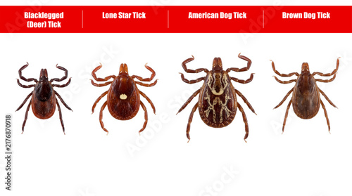 tick identification