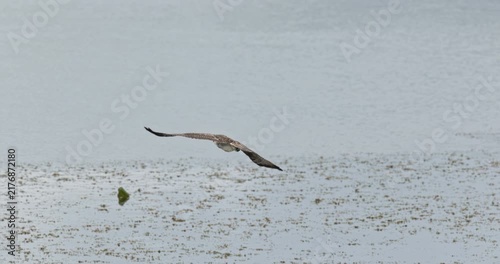 osprey shaking his head in flight