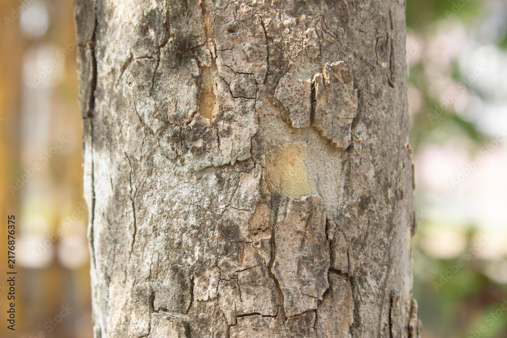 Obraz premium Close up shot of dry cracked tree bark texture on natural trunk with detailed rough surface