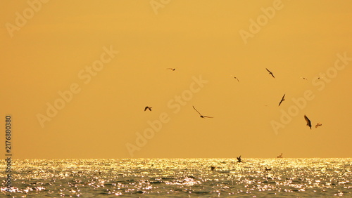 Fotografie Seagulls sunset sparkle over shimmering ocean water during golden hour with clear copy space