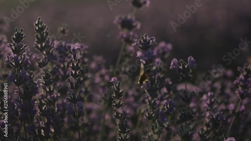 Lavender bee nature, honey bee landing on purple lavender flower in sunset meadow, beautiful summer botanical scenery in serene atmospheric golden hour light