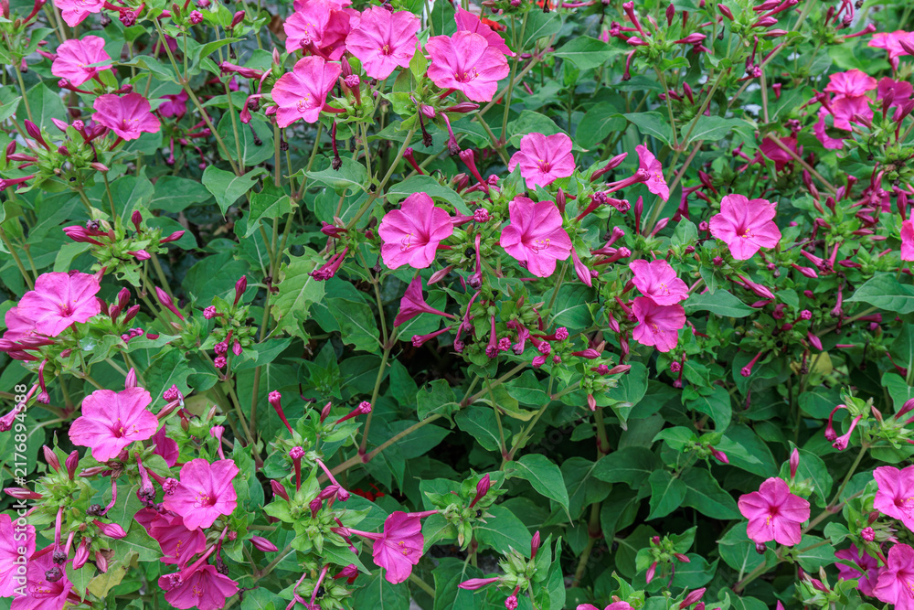 Naklejka premium Mirabilis jalapa. Flowering plants of the Four O'Clock Flower, Peruvian Wonder or Night Beauty.