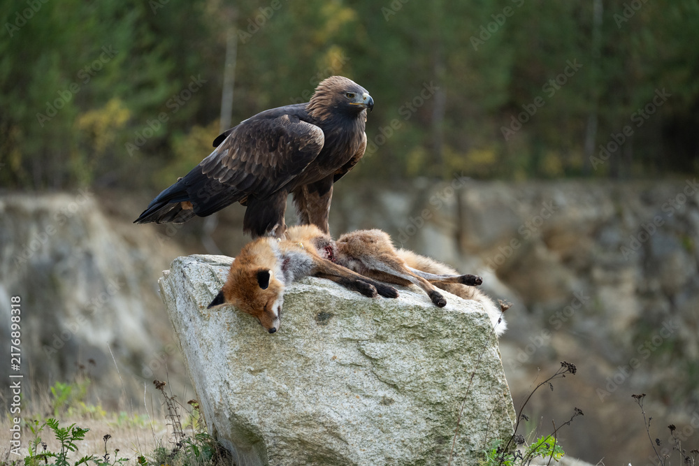 Fototapeta premium A majestic golden eagle standing proudly on a rocky outcrop after catching and hunting a red fox