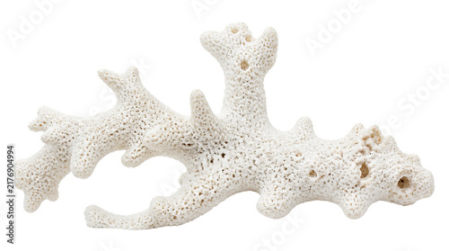 White coral branch with porous texture on pure transparency background