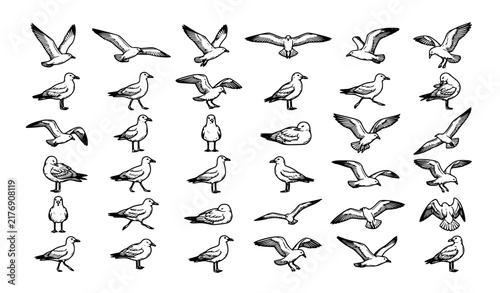 Black and white hand drawn seagull collection featuring diverse flying standing poses, coastal wildlife sketches, and editable vector artwork