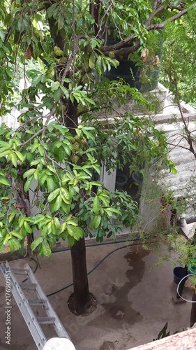 Young Worker Setting Up Ladder to Prune Soursop Tree Branches