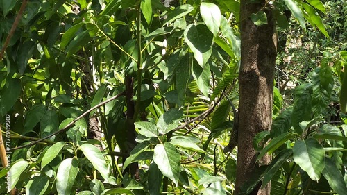Small Lizard Resting on Bark of Guaje Tree Trunk Close Up